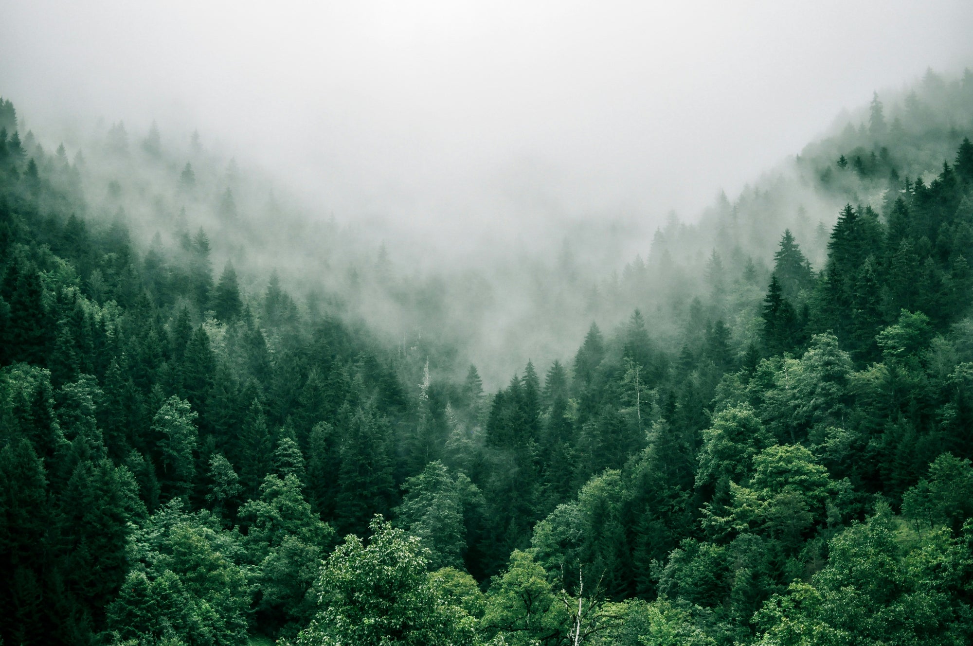 Riding Green: Bandit Bikes' Commitment to a Carbon-Neutral Future